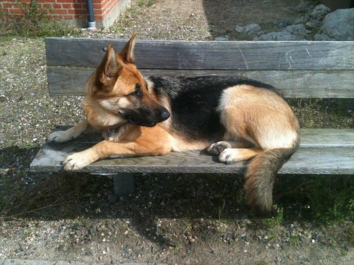 Schæferhund Nahla billede 3