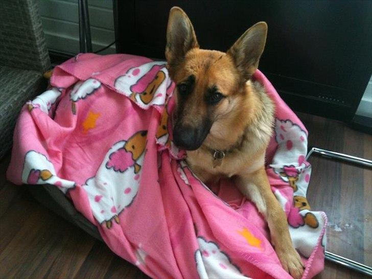 Schæferhund Nahla billede 4