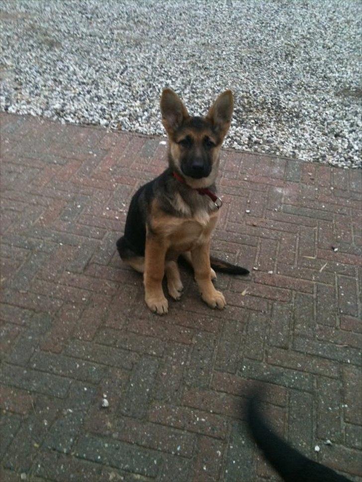 Schæferhund Nahla billede 5