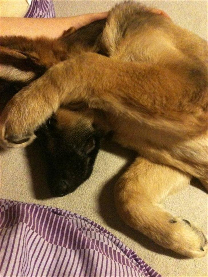 Schæferhund Nahla billede 6