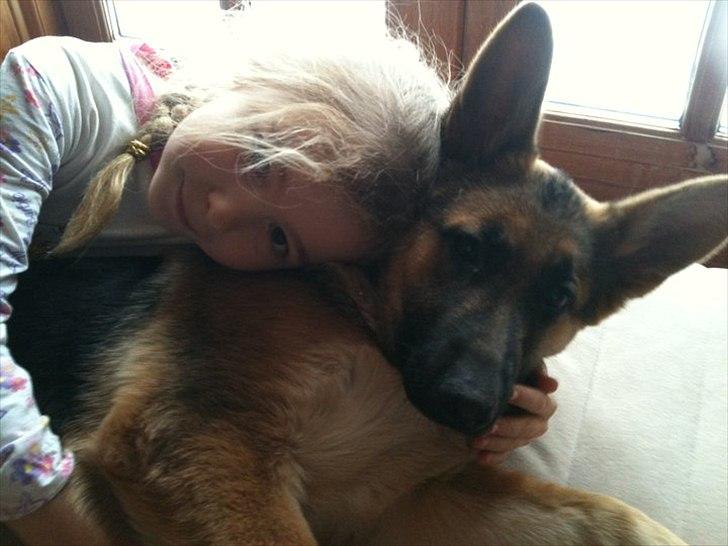 Schæferhund Nahla billede 7