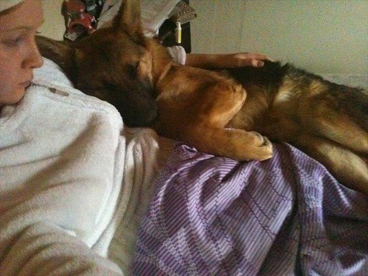 Schæferhund Nahla billede 8