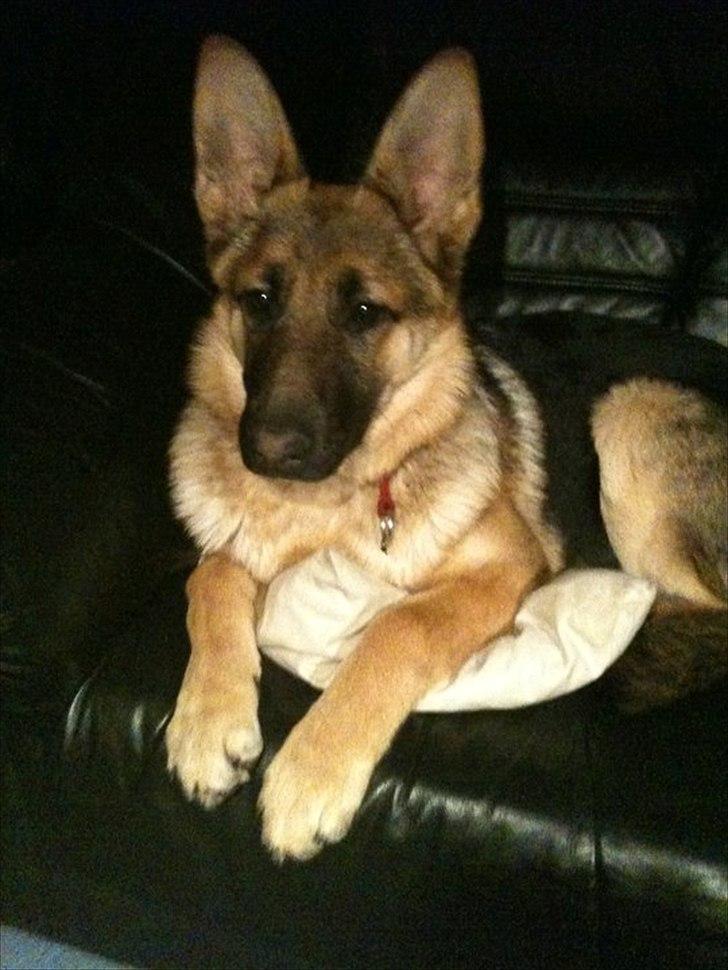 Schæferhund Nahla billede 9