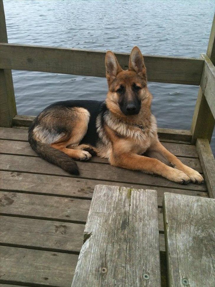 Schæferhund Nahla billede 10