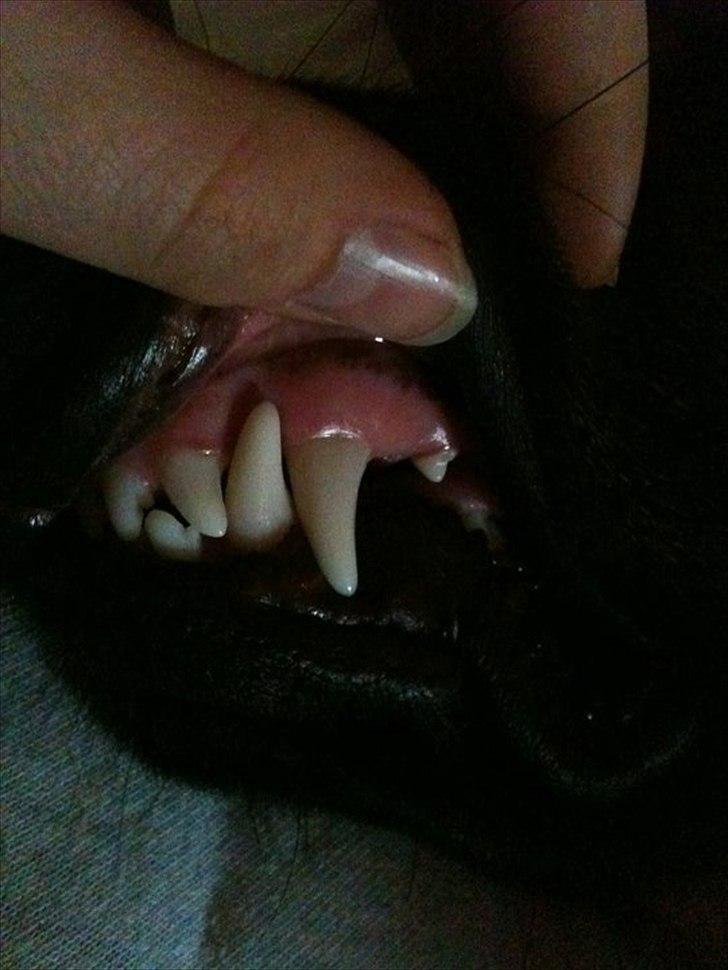 Schæferhund Nahla billede 11