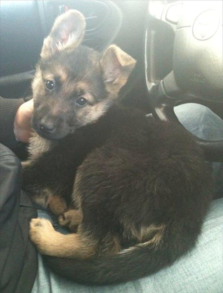 Schæferhund Nahla billede 12