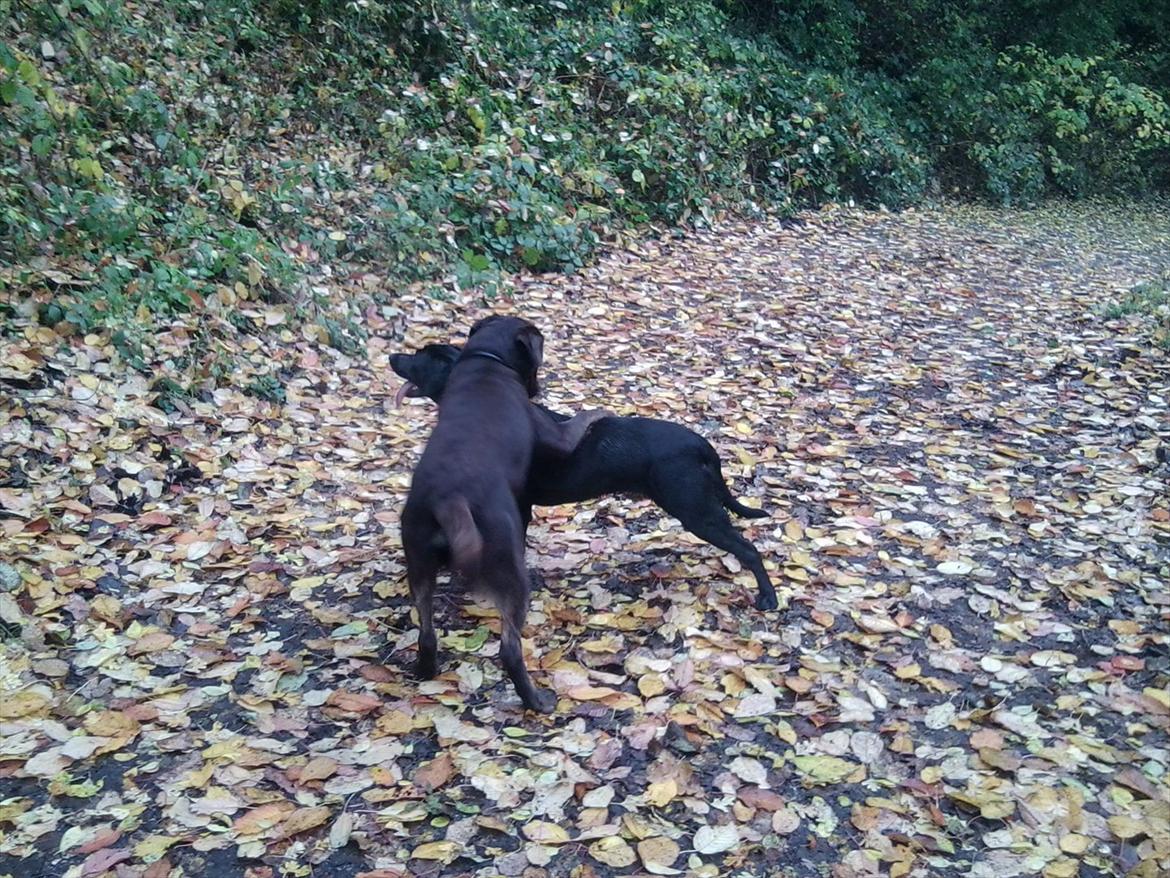 Blanding af racer Boss <333 - Boss og tulle nede i skoven billede 1