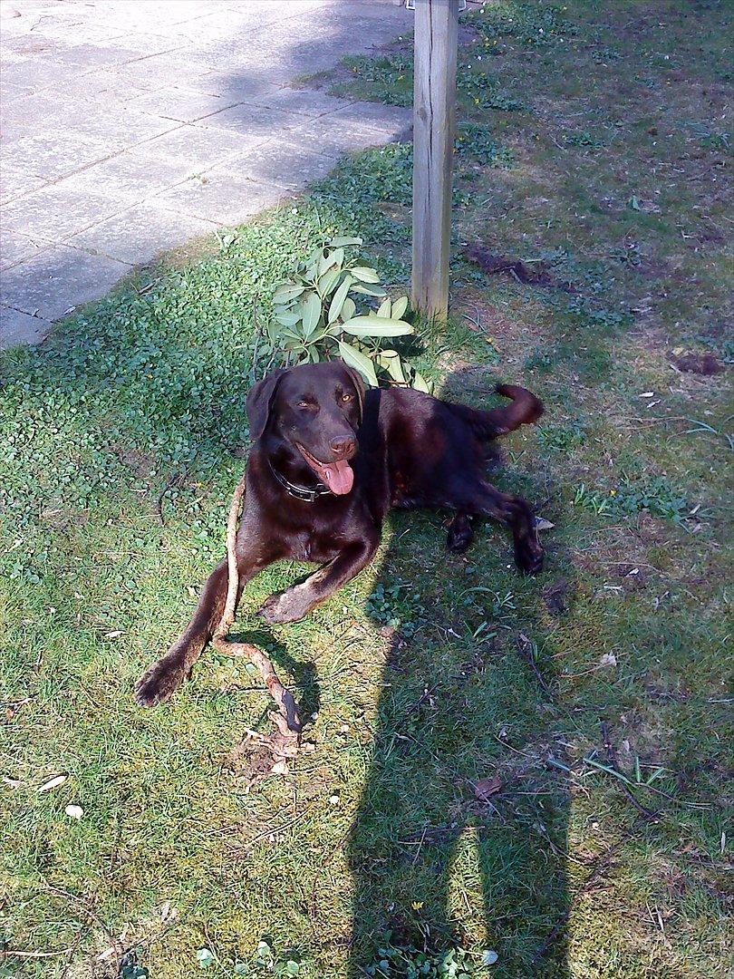 Blanding af racer Boss <333 - I sommerhus fandt han den pind og gik rundt med den en hel uge. billede 2