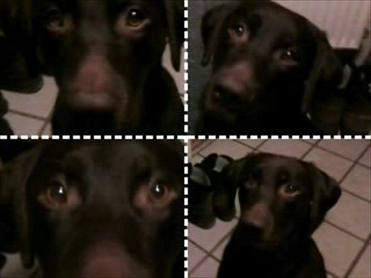 Blanding af racer Boss <333 - jeg elsker dig mer end noget andet på jorden <333 billede 3