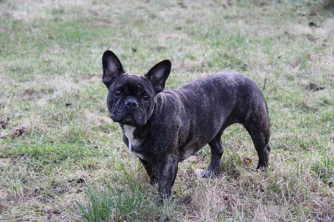 Fransk bulldog Lola billede 20