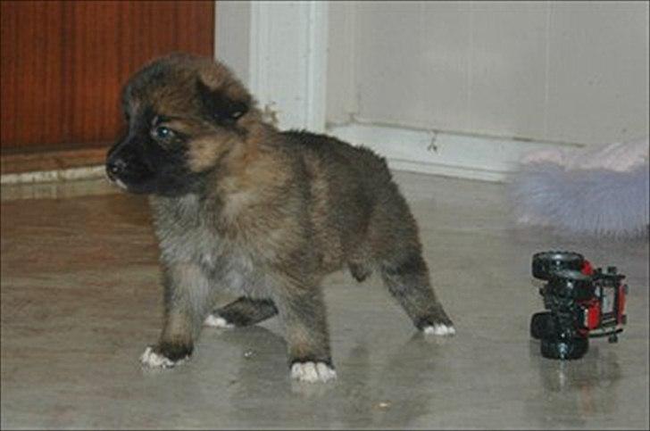 Blanding af racer Chewbacca - Chewbacca - 4 uger billede 16