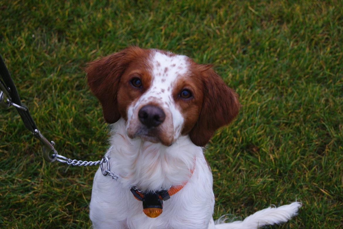 Breton Robin billede 1