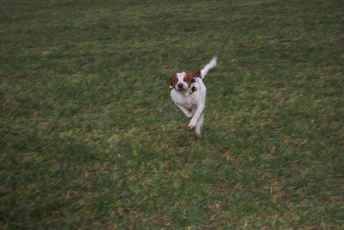 Breton Robin billede 3