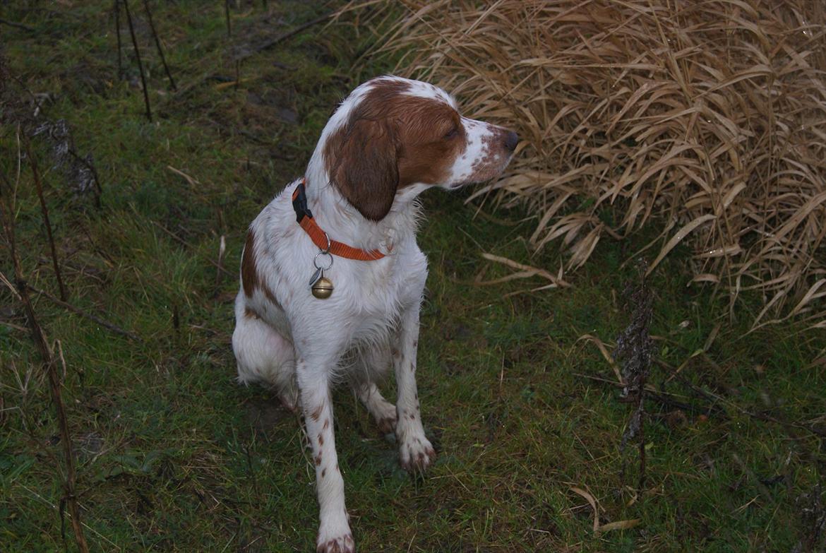 Breton Robin billede 9