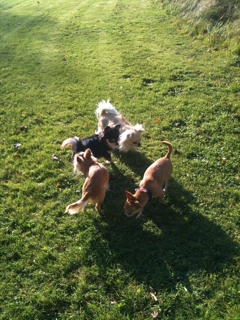 Chihuahua Mazi - Legetid i haven billede 6