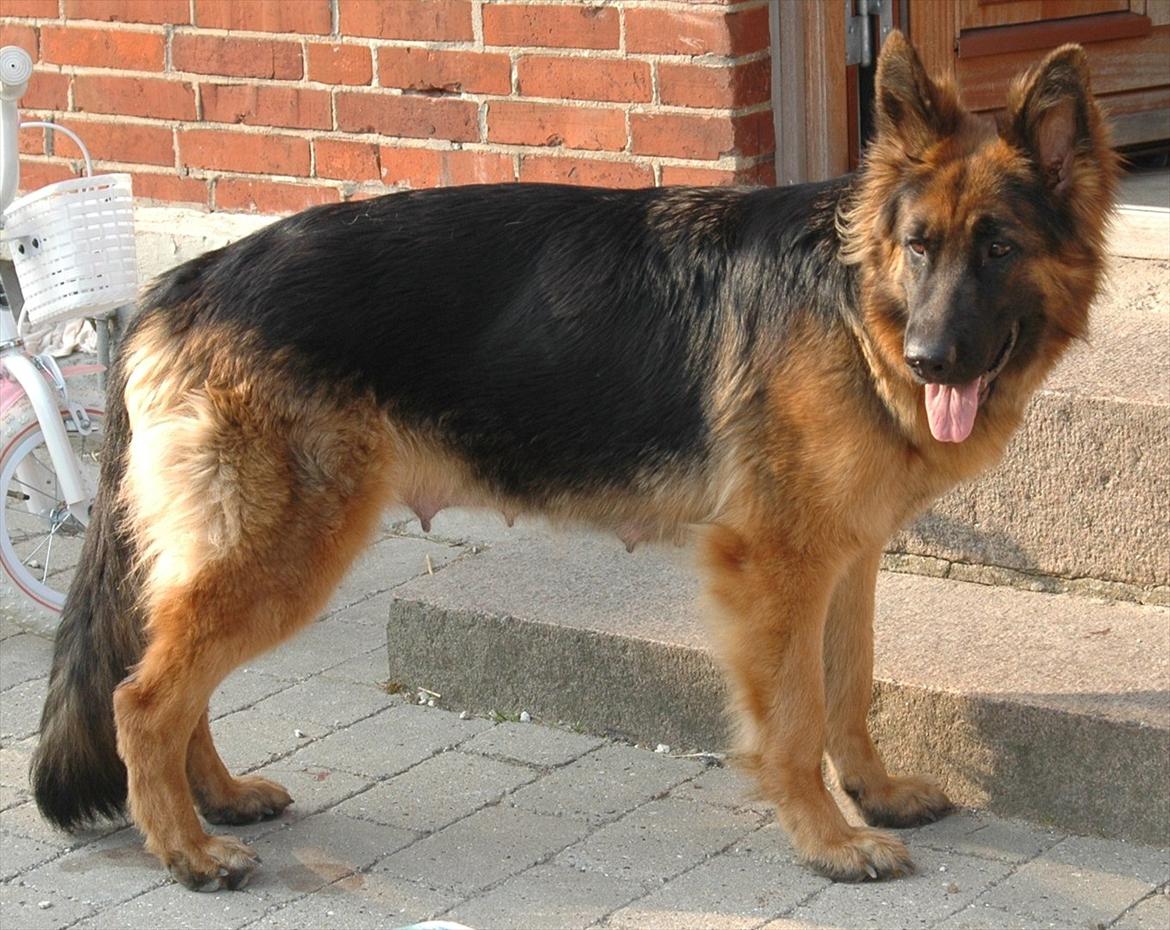 Blanding af racer Chewbacca - Mor Chelsea - schæfer billede 17