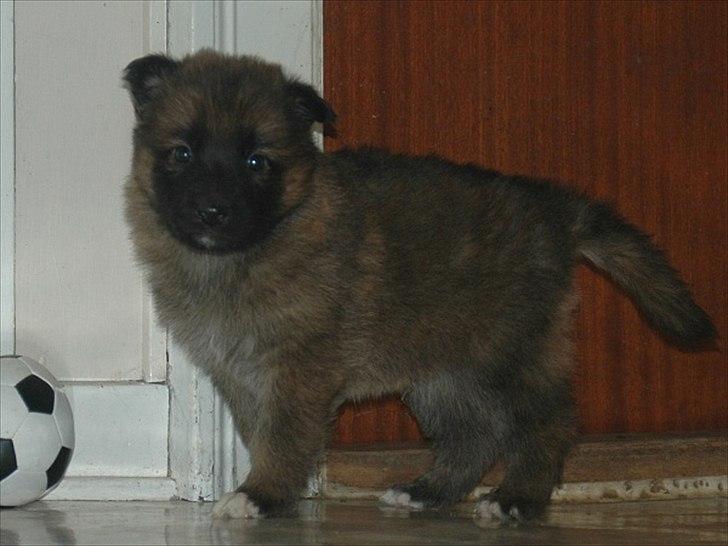 Blanding af racer Chewbacca - Chewbacca - 5 uger billede 15