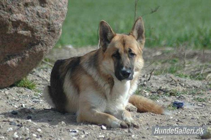 Blanding af racer Chewbacca - Far Canto - schæfer/malemute-mix billede 18