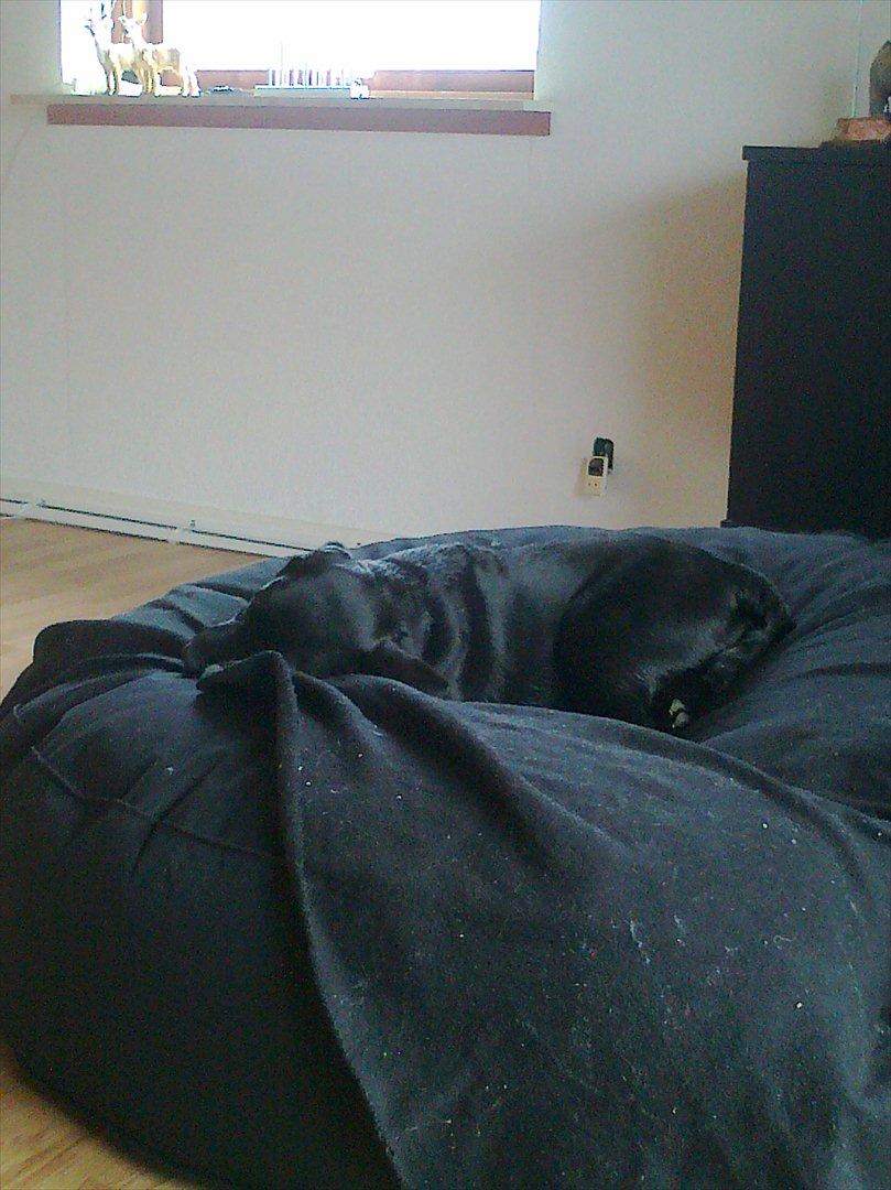 Labrador retriever Tess billede 11