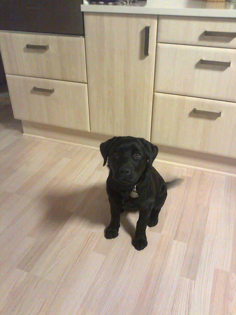 Labrador retriever Tess billede 12