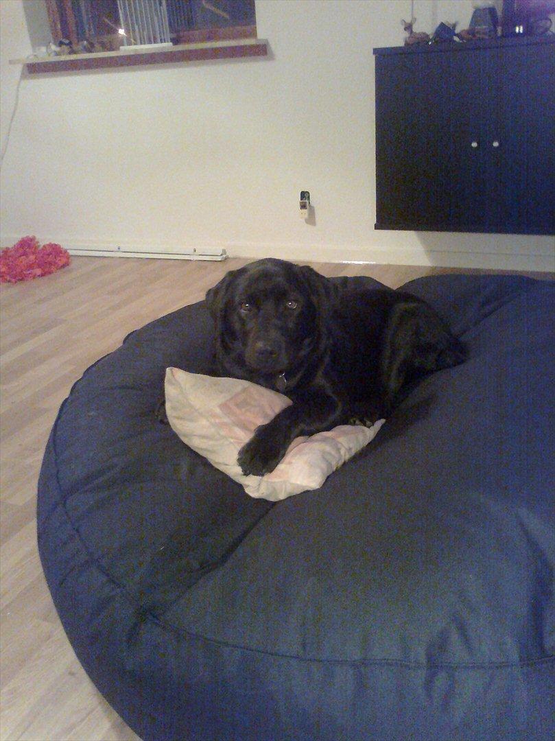 Labrador retriever Tess billede 13