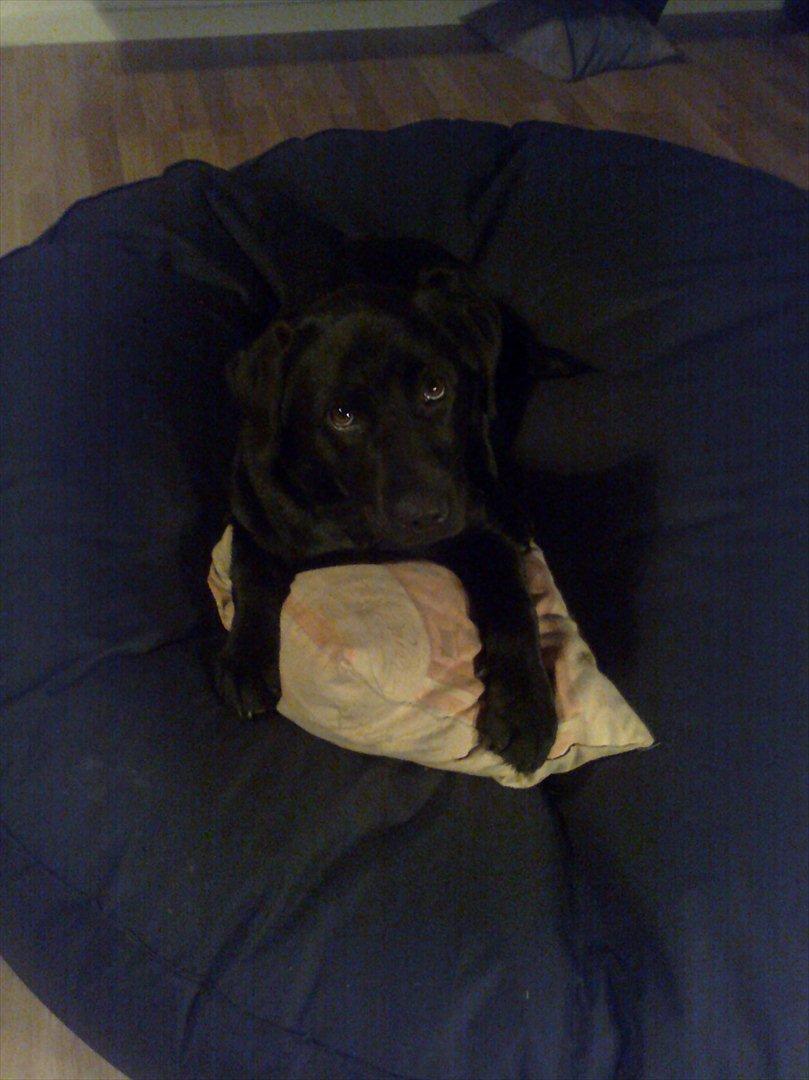 Labrador retriever Tess billede 14