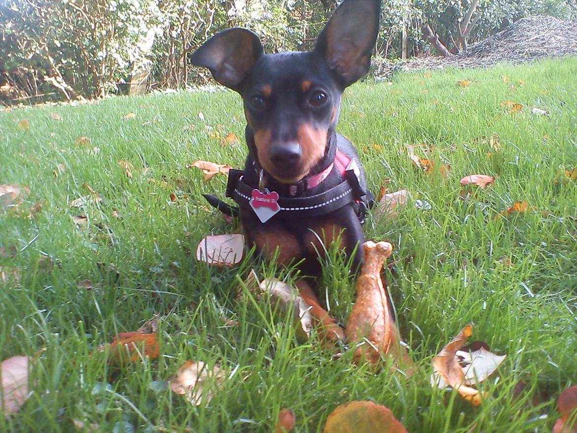 Dvaergpinscher Nellie <3 (Nellie Skovlund Asmussen) :)<3 billede 13
