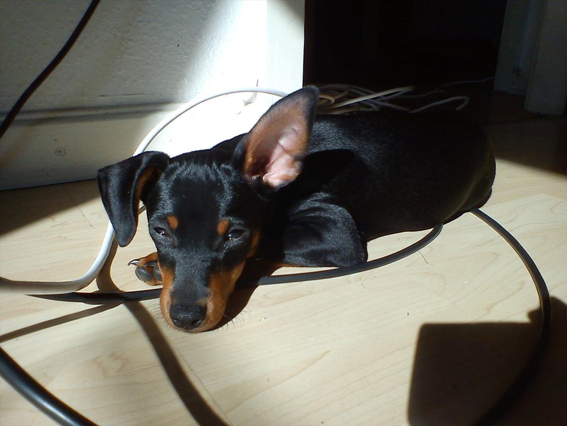Dvaergpinscher Nellie <3 (Nellie Skovlund Asmussen) :)<3 - Ligge og nyder solen, og har lært mit ene øre at stå op ;) billede 15