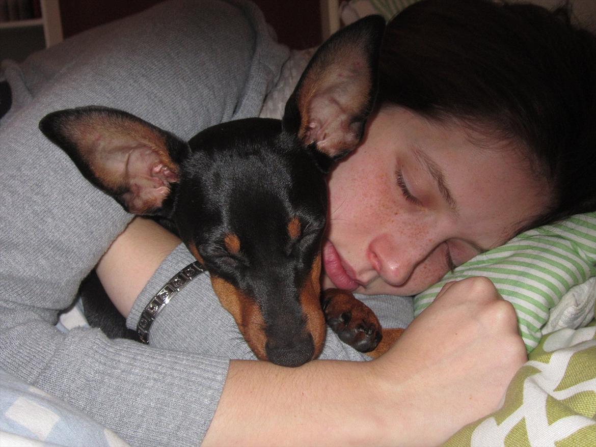 Dvaergpinscher Nellie <3 (Nellie Skovlund Asmussen) :)<3 - Får en god lur sammen med min mor <3 Det var dejligt <3 billede 16