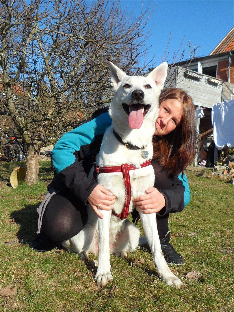 Hvid schæfer Nala billede 15