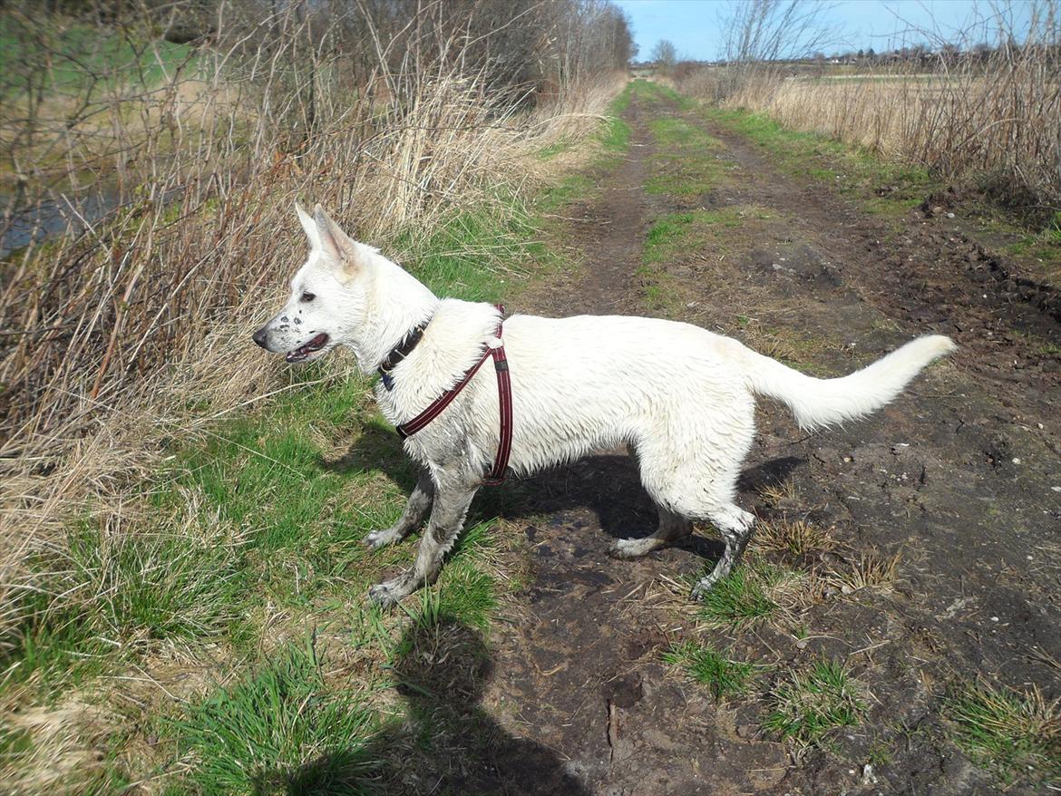 Hvid schæfer Nala billede 16