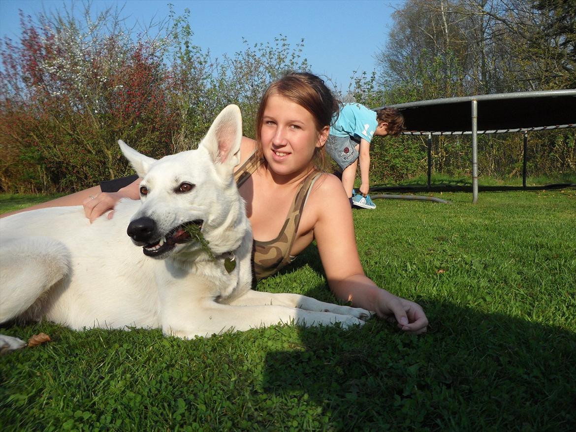 Hvid schæfer Nala billede 17