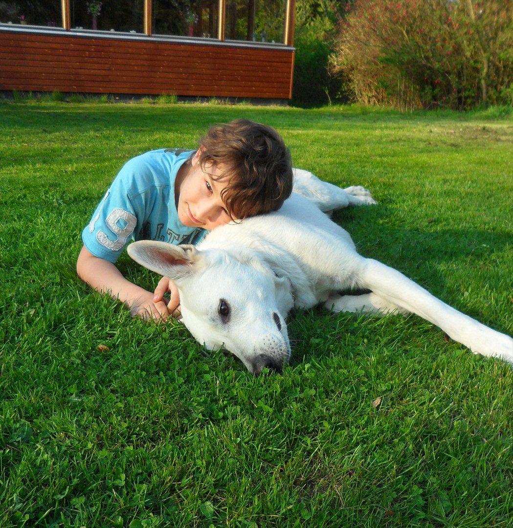 Hvid schæfer Nala billede 18