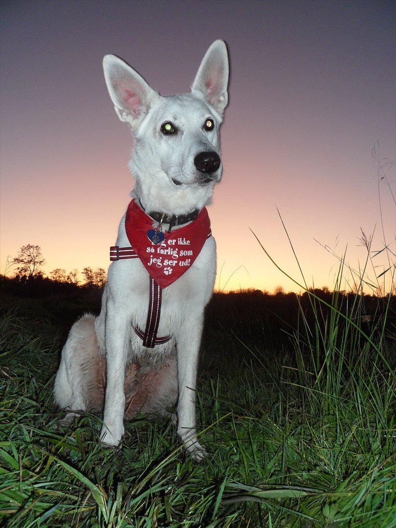 Hvid schæfer Nala billede 19