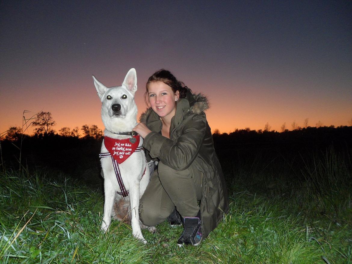 Hvid schæfer Nala billede 20