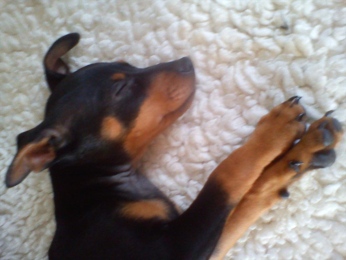 Dvaergpinscher Nellie <3 (Nellie Skovlund Asmussen) :)<3 - <3 billede 17