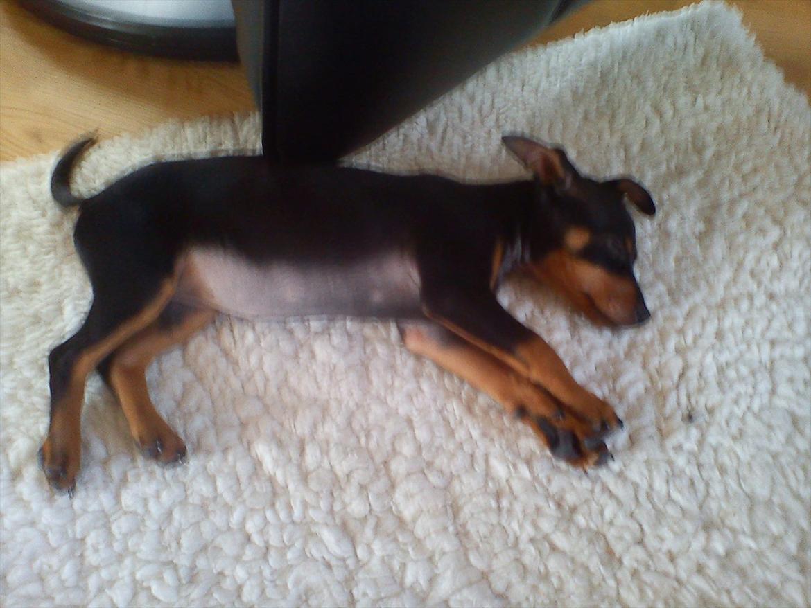 Dvaergpinscher Nellie <3 (Nellie Skovlund Asmussen) :)<3 - Får mig en god lur på tæppet <3 billede 18