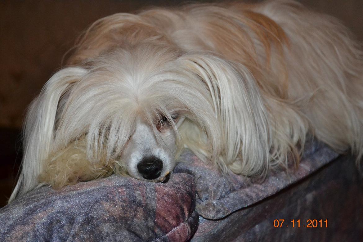 Chinese crested powder puff Hearts of storm's Mushu billede 18