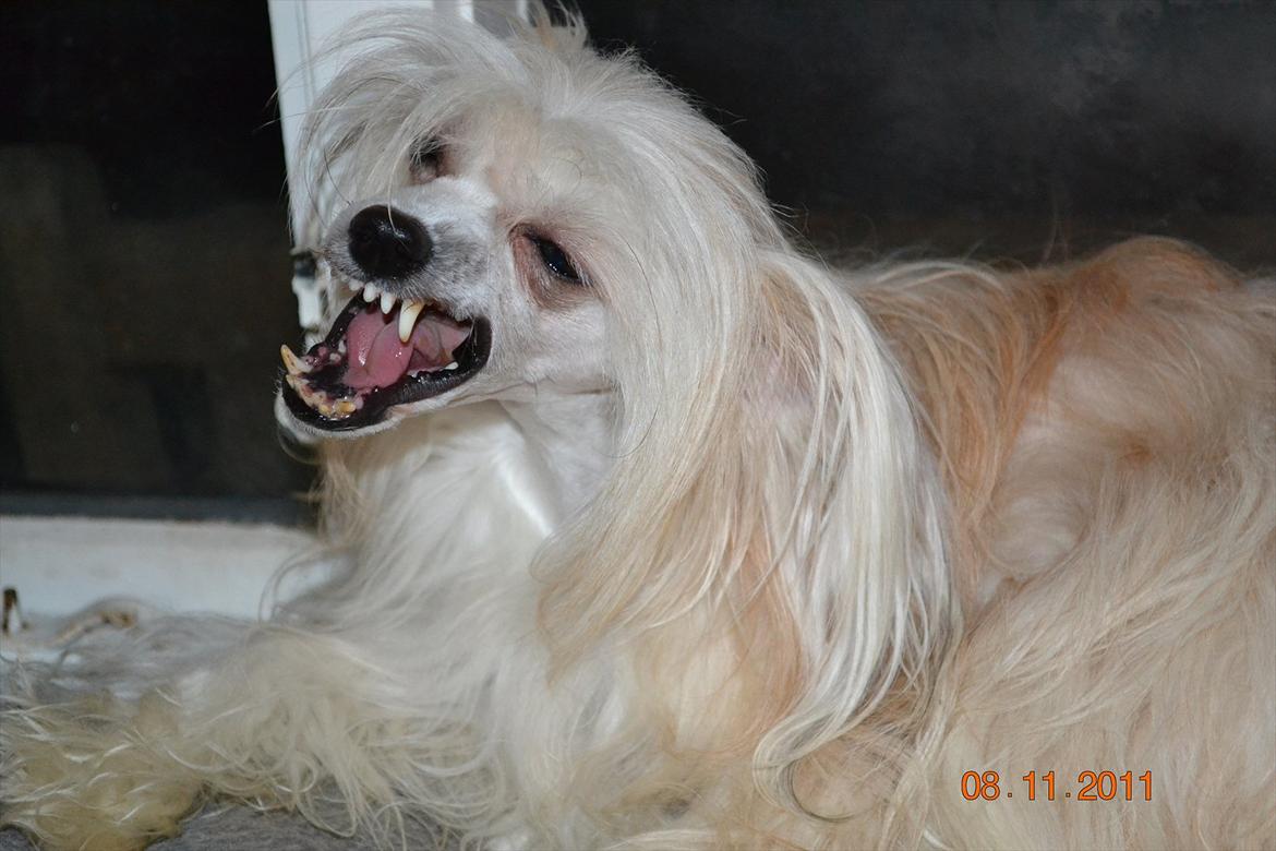 Chinese crested powder puff Hearts of storm's Mushu billede 2