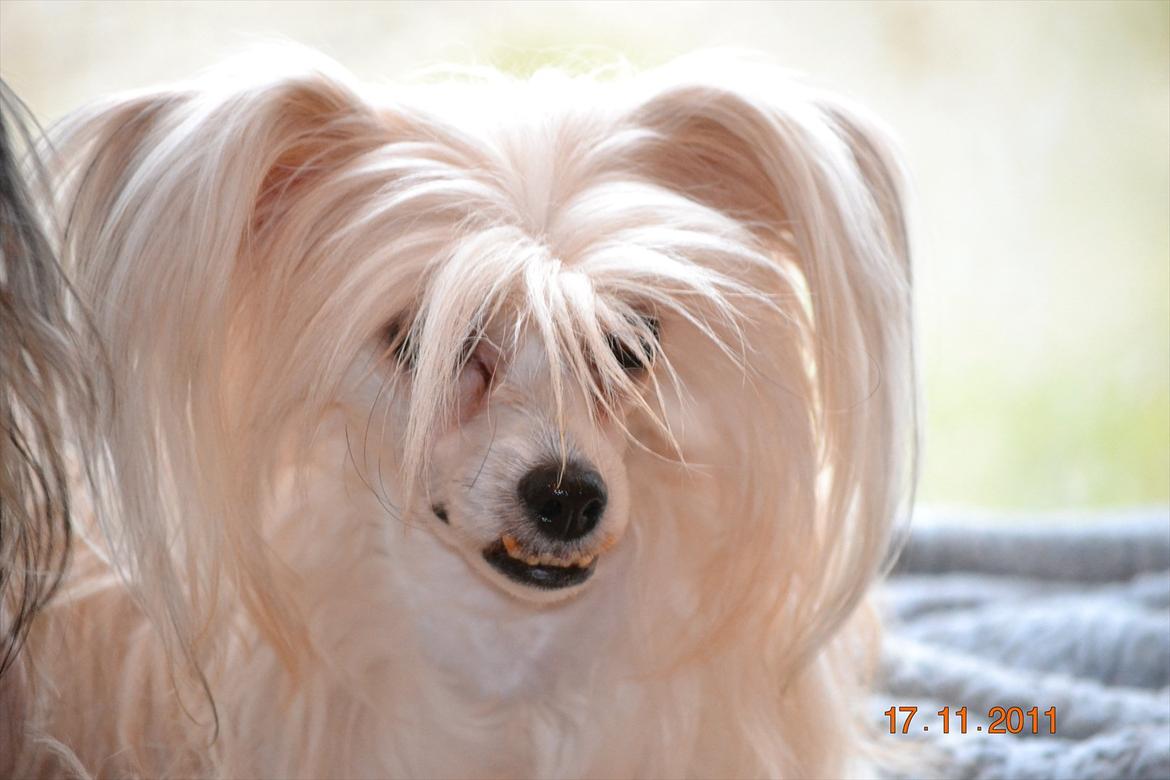 Chinese crested powder puff Hearts of storm's Mushu billede 1