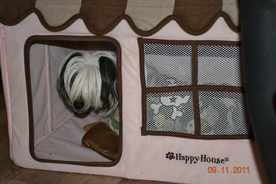 Chinese crested hårløs Chinese By Storm's Quark - Velkommen til billede 1