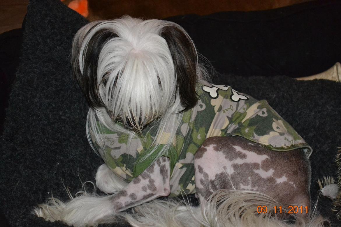 Chinese crested hårløs Chinese By Storm's Quark billede 16