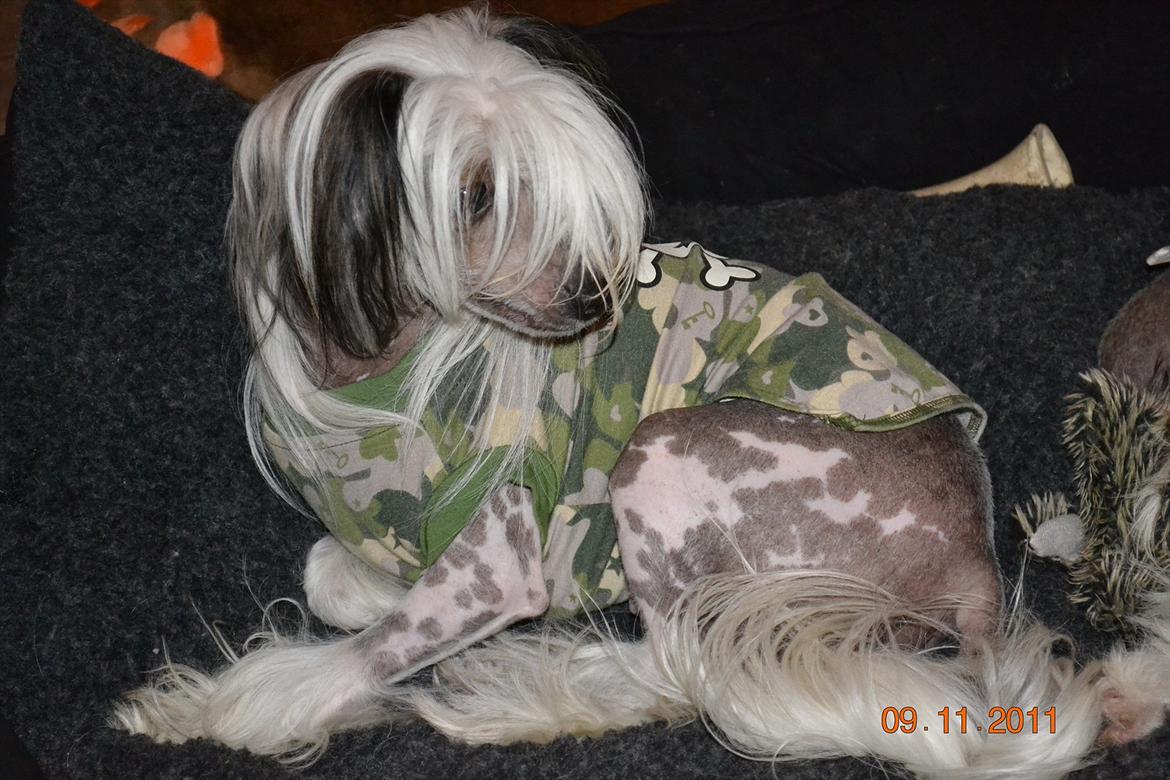 Chinese crested hårløs Chinese By Storm's Quark billede 17