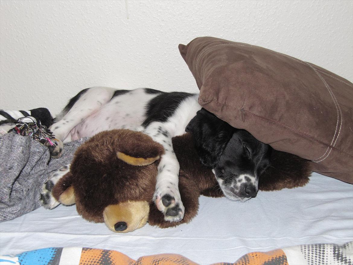 Blanding af racer Enzo - Det er hårdt at være hvalp ;o) billede 13