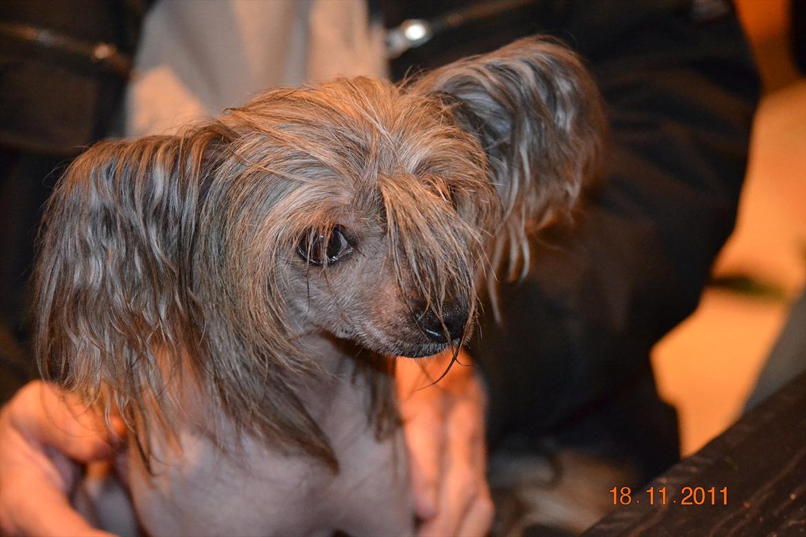 Chinese crested hårløs Capone *Solgt* - Nye billede modtaget fra kennel Chinese by Storm billede 13