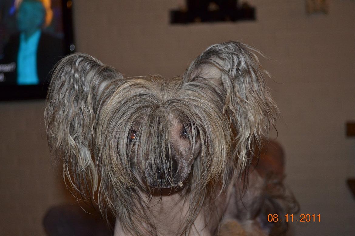 Chinese crested hårløs Capone *Solgt* billede 2