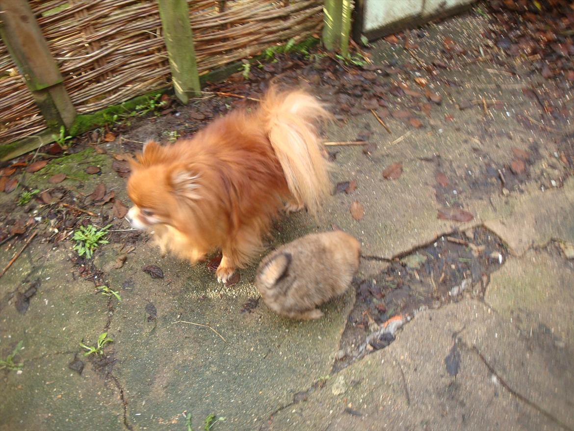 Pomeranian Topsys Rødtop - Rødtop med Dittes lille datter (barnebarn) Babyface 17/12 011 billede 15