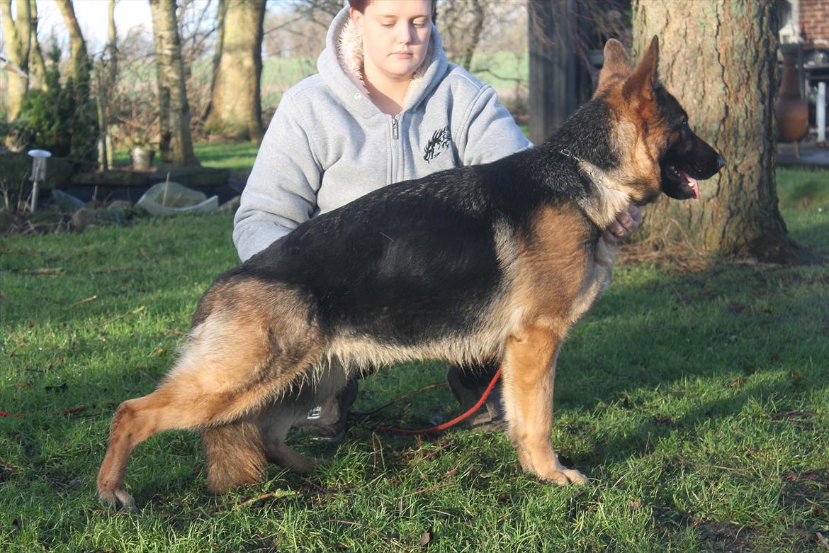 Schæferhund Kiamis Fahra (Mor´s hund) billede 4