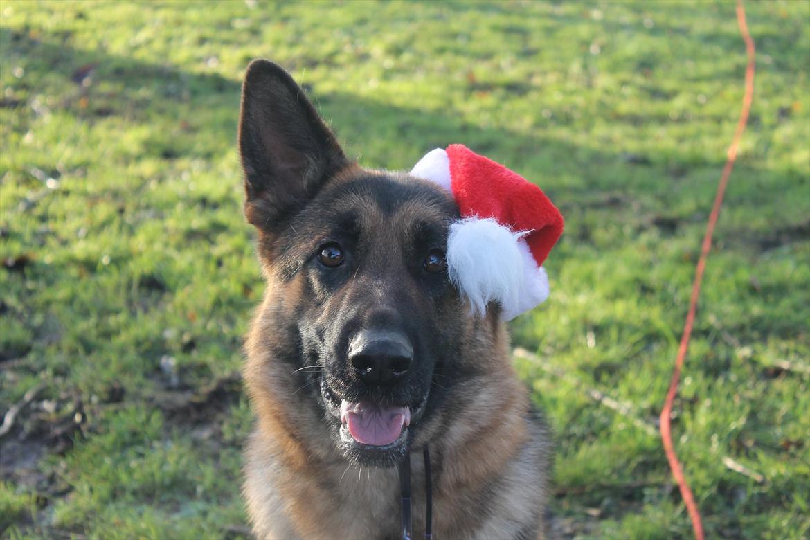 Schæferhund Kiamis Fahra (Mor´s hund) - Fahra ønsker glædelig jul og et godt nytår.;) billede 3