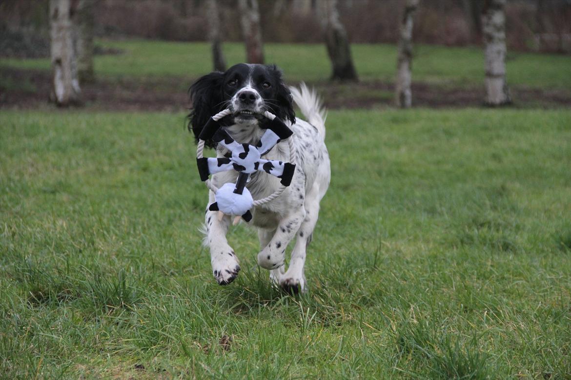 Field spaniel Apache Blue Magic, Figo! billede 10